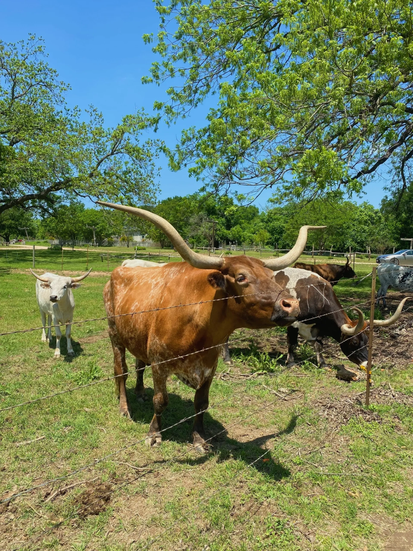 Longhorns Grazing at Sunset