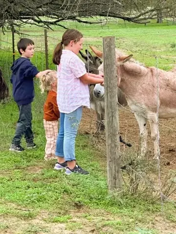 Kids Feeding the Donkey