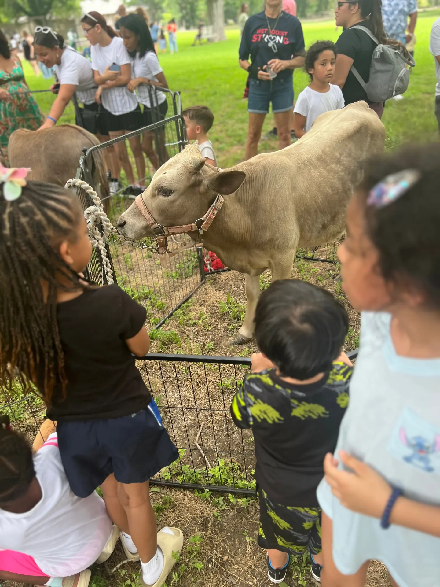 Kids Petting the Cow