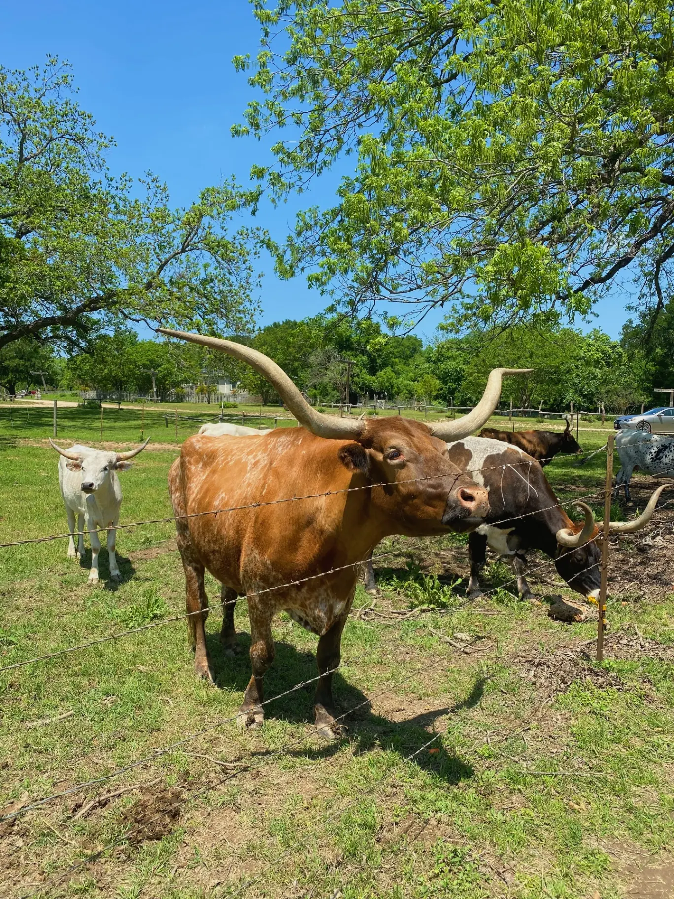 Texas Longhorns