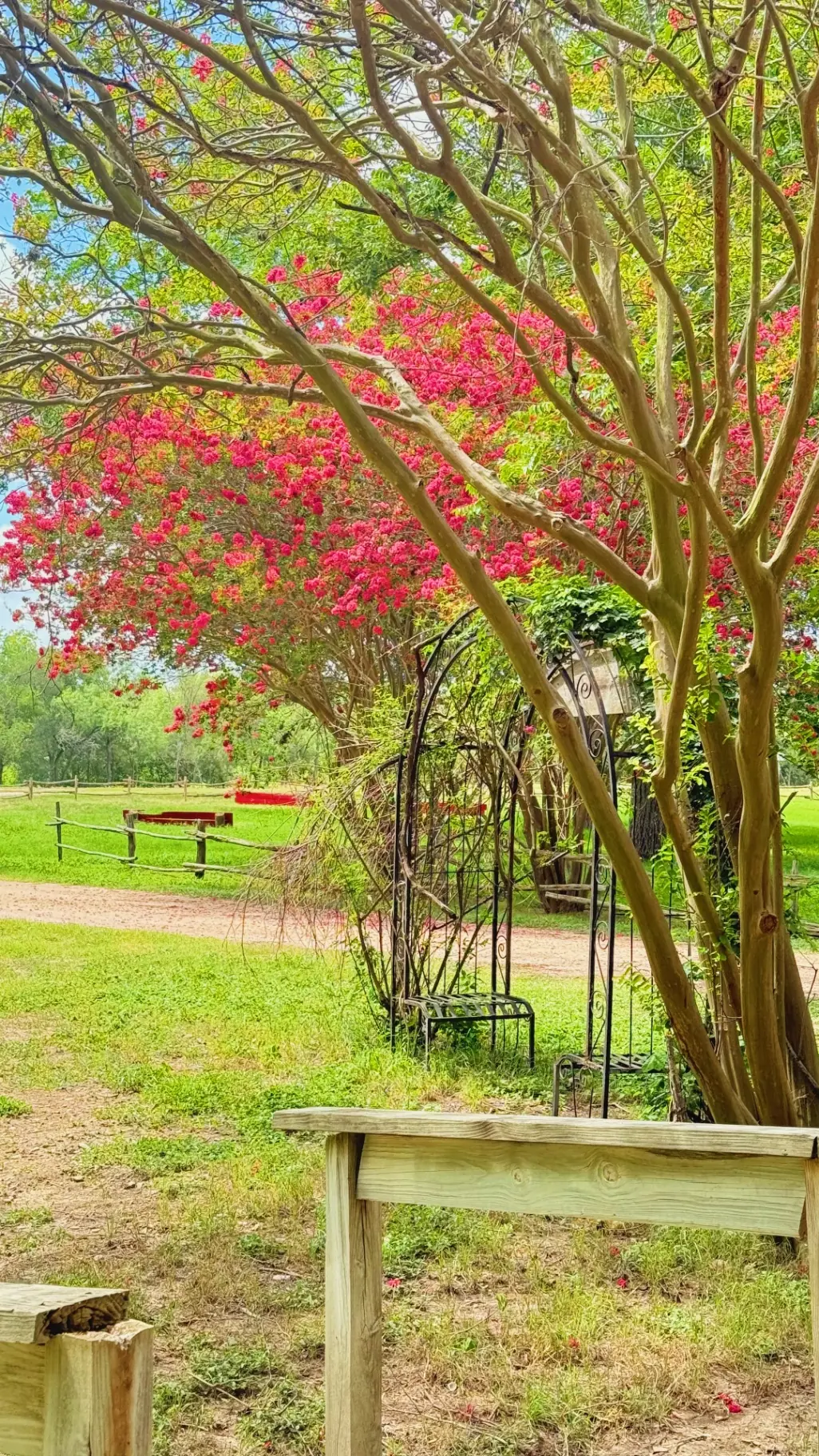 The Lily House photo 11