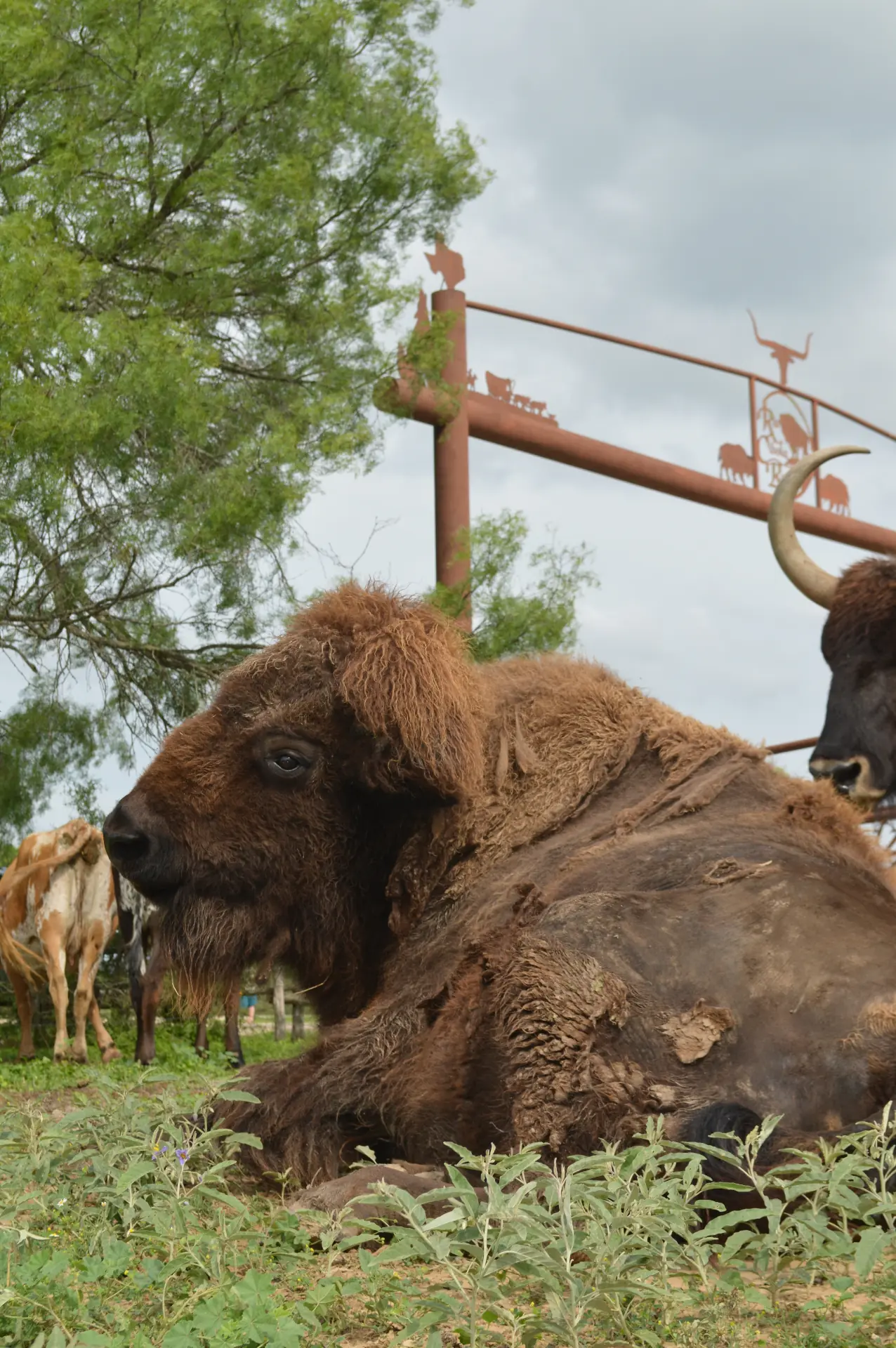 Buffalo at the Ranch