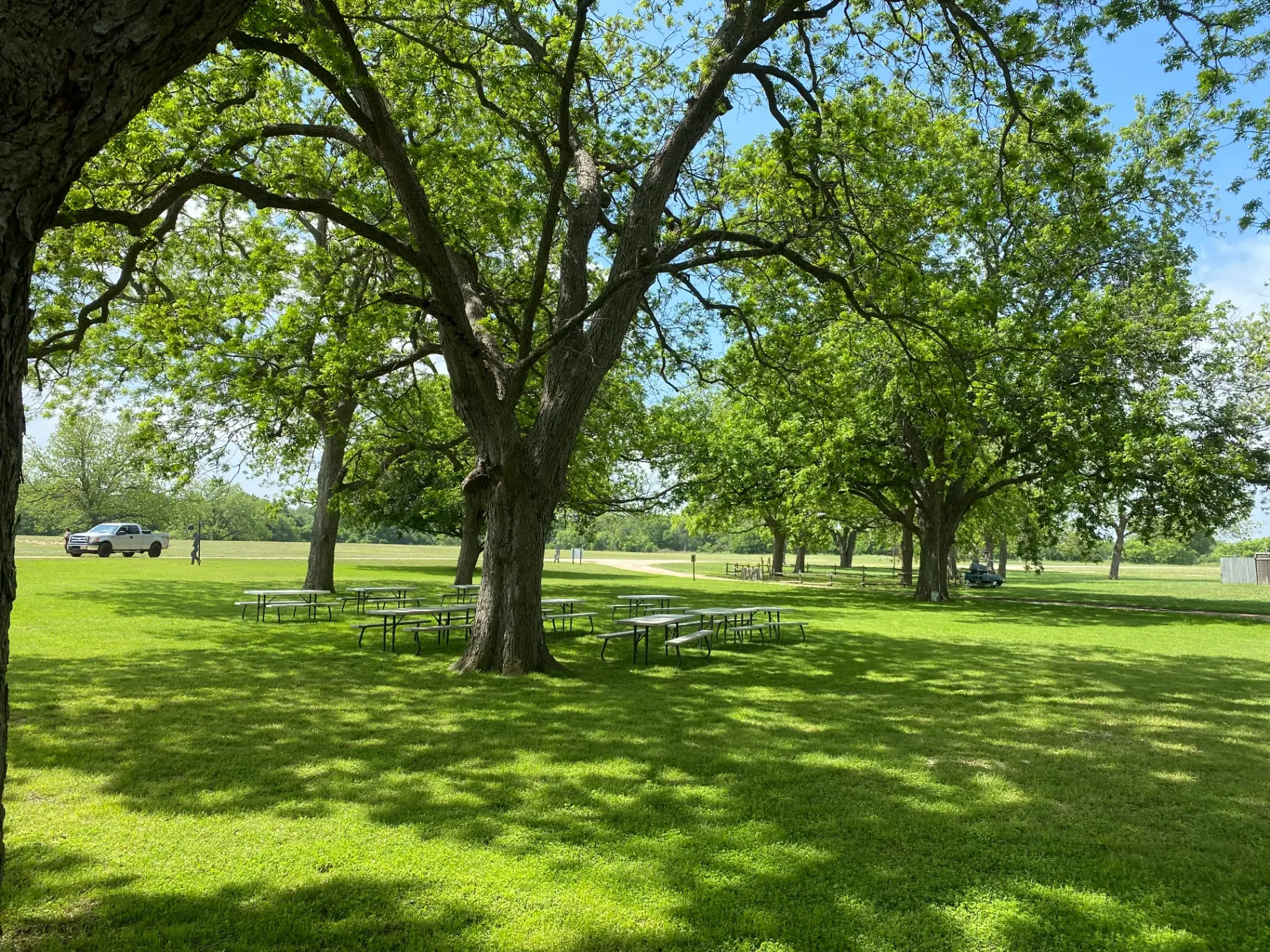 Pecan Tree Arrival