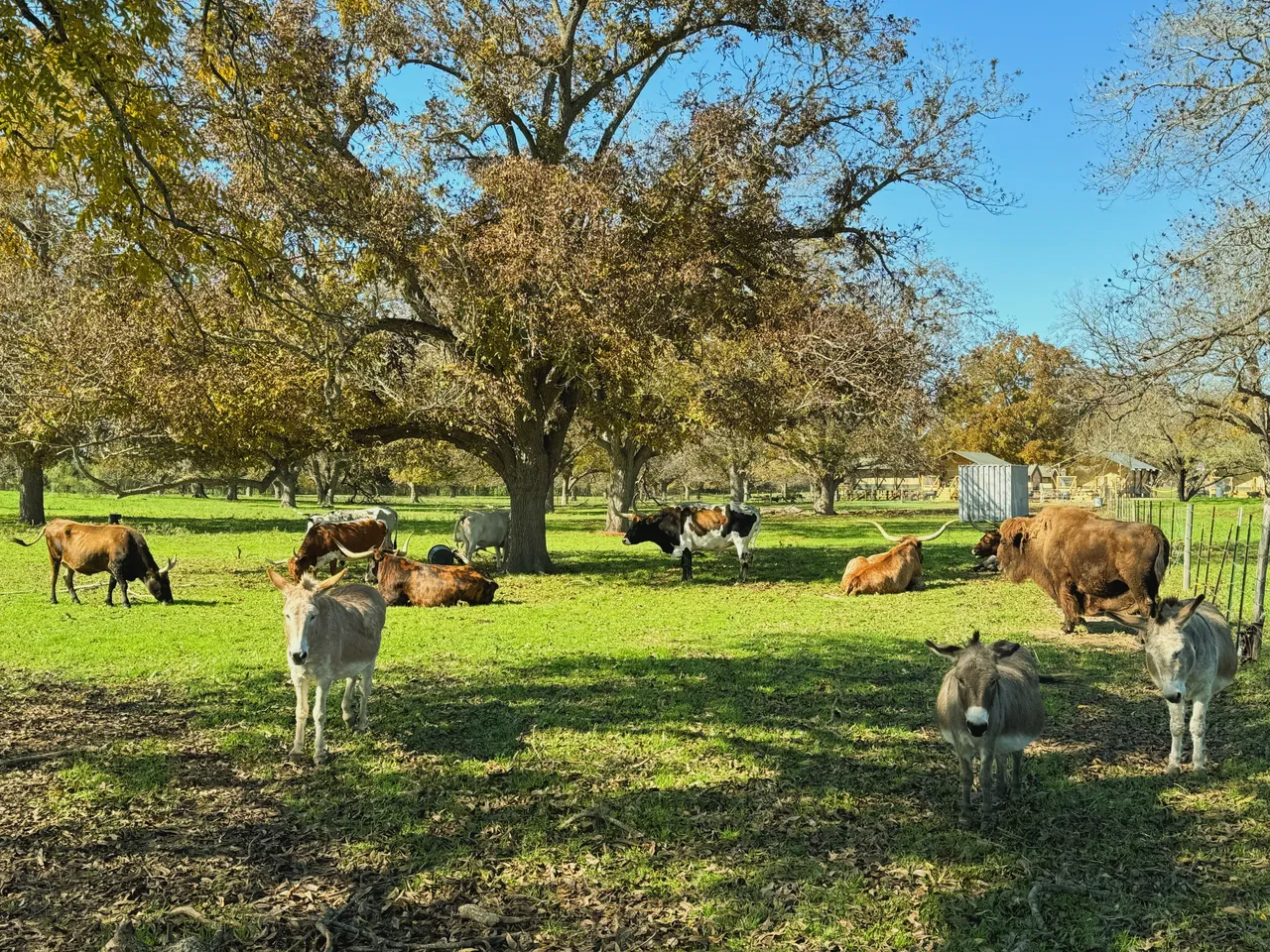 Ranch longhorns and donkeys