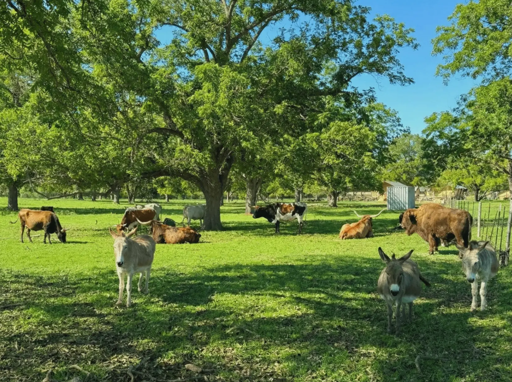 Ranch Pasture