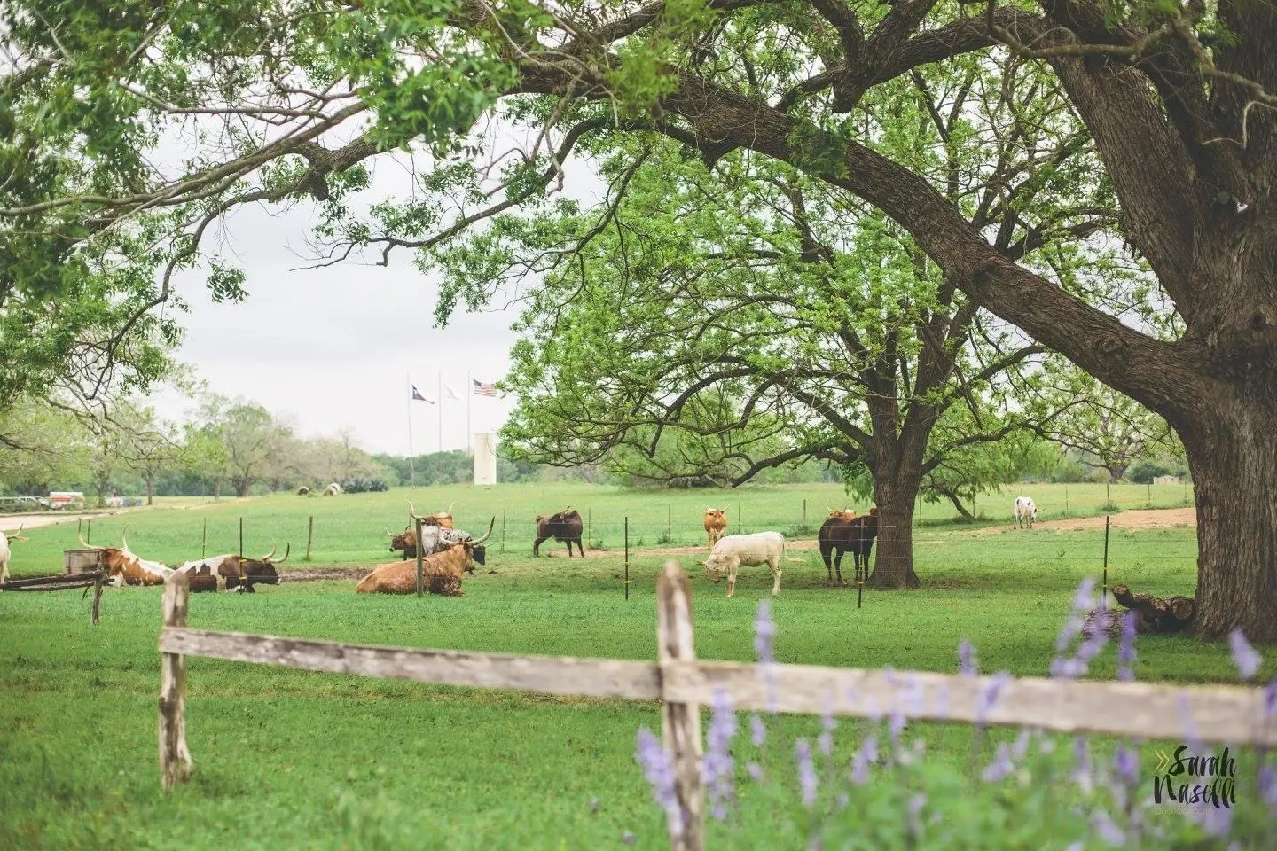 Longhorns grazing on the 100-acre ranch